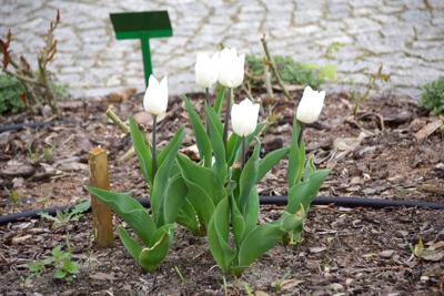 Tulipany w Rosarium "Pałacyk"