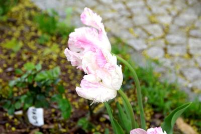 Tulipany w Rosarium "Pałacyk"