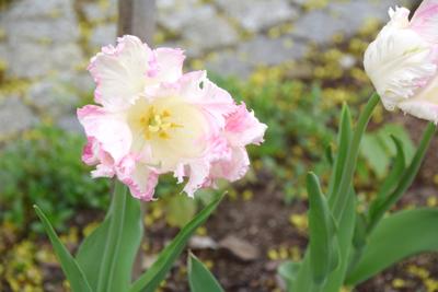 Tulipany w Rosarium "Pałacyk"