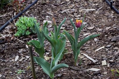 Tulipany w Rosarium "Pałacyk"