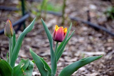 Tulipany w Rosarium "Pałacyk"