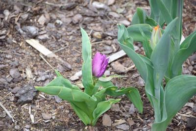 Tulipany w Rosarium "Pałacyk"
