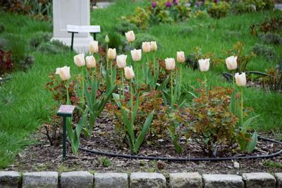 Tulipany w Rosarium "Pałacyk"