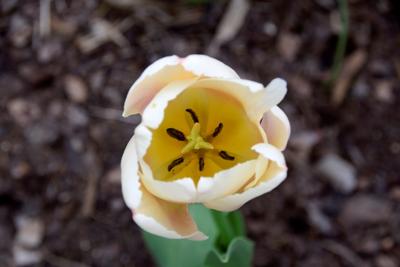 Tulipany w Rosarium "Pałacyk"