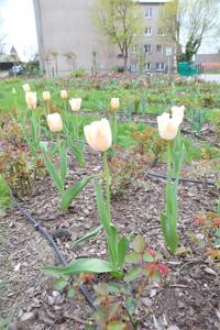 Tulipany w Rosarium "Pałacyk"