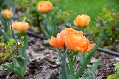 Tulipany w Rosarium "Pałacyk"