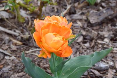 Tulipany w Rosarium "Pałacyk"