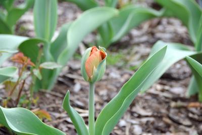 Tulipany w Rosarium "Pałacyk"