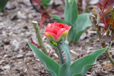 Tulipany w Rosarium "Pałacyk"