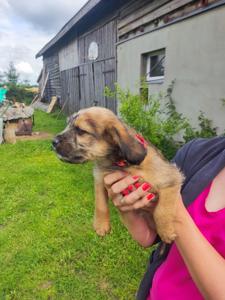 szczeniaczki do adopcji