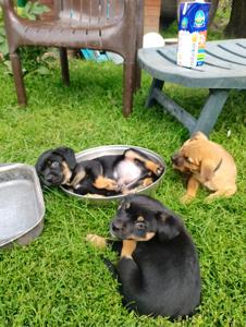 szczeniaczki do adopcji