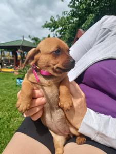 szczeniaczki do adopcji