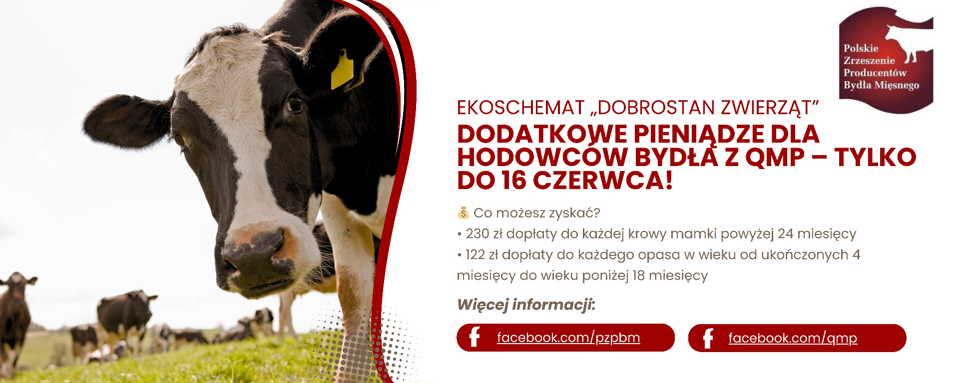 Dodatkowe pieniądze dla hodowców bydła z QMP – tylko do 16 czerwca!
