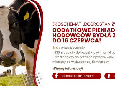 Dodatkowe pieniądze dla hodowców bydła z QMP – tylko do 16 czerwca!
