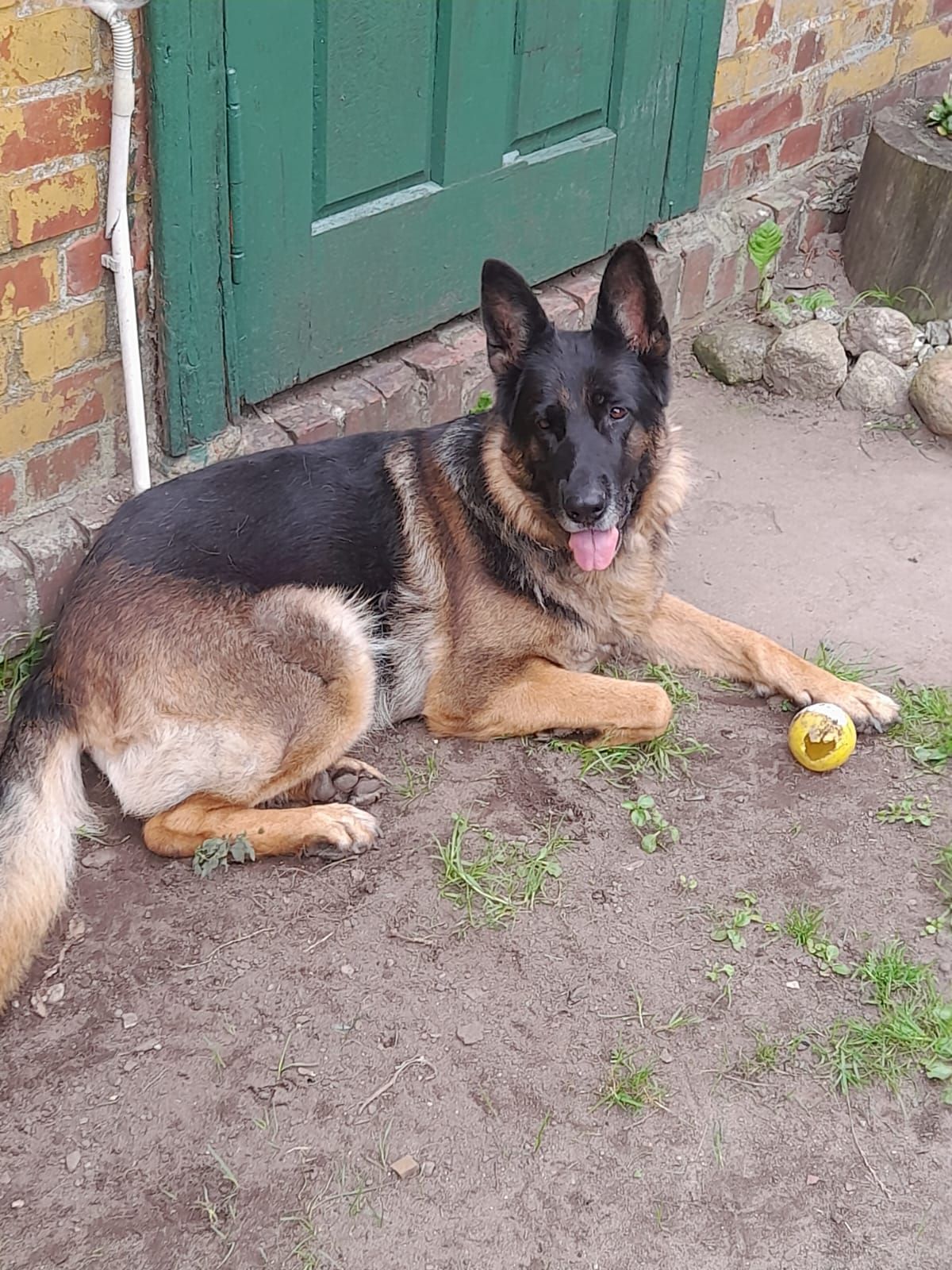 ROXI SZUKA NOWEGO DOMU! 