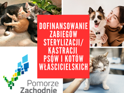 kotki