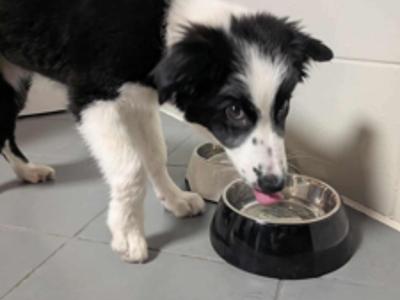 Czy poznajesz tego czworonoga?