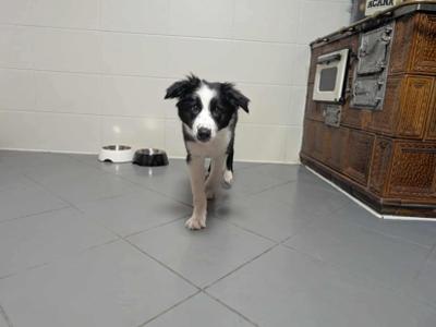 Czy poznajesz tego czworonoga?