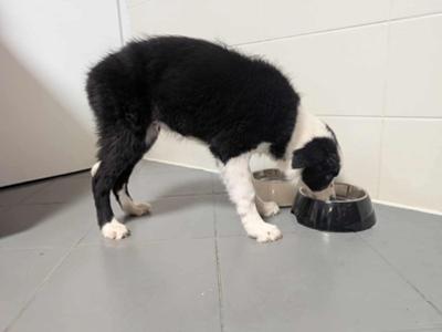 Czy poznajesz tego czworonoga?