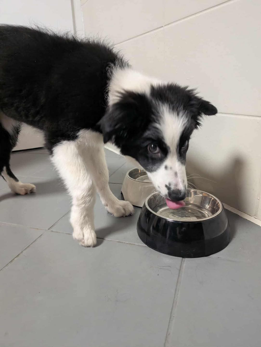 Czy poznajesz tego czworonoga?