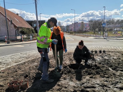 Nasadzenia w Smardzewie