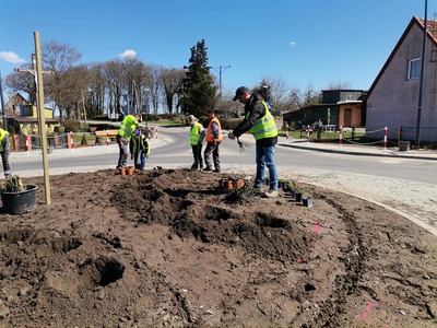 Nasadzenia w Smardzewie