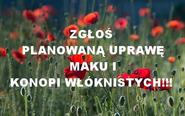 Zgłoś uprawę maku i konopi