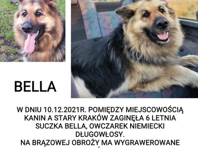Plakat - poszukiwania psa