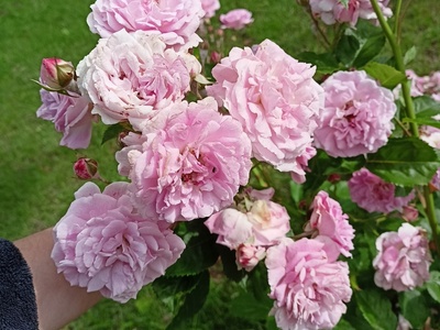 lavender lassie 2