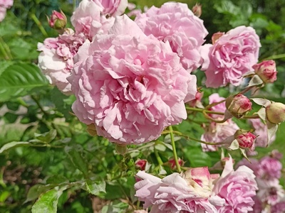 lavender lassie 3