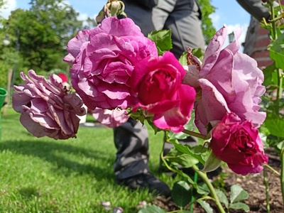 violette parfumee 2