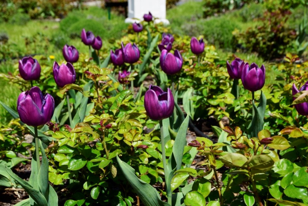 Tulipany w Rosarium Pałacyk