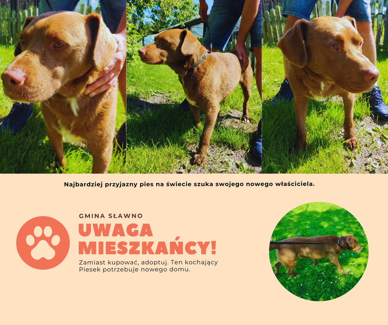 Grafika z psem do adopcji