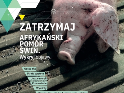 ZATRZYMAJ AFRYKAŃSKI POMÓR ŚWIŃ!