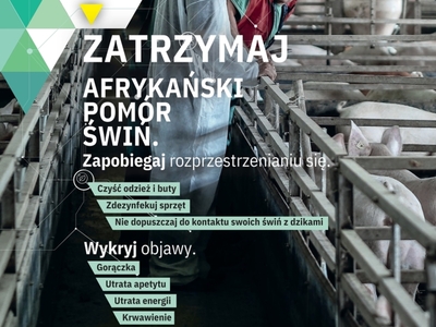 ZATRZYMAJ AFRYKAŃSKI POMÓR ŚWIŃ!
