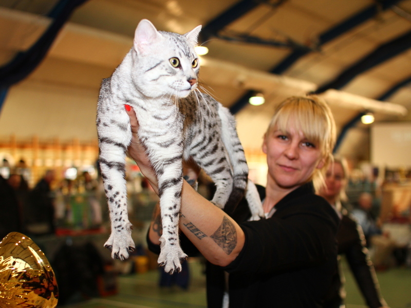 Międzynarodowa Wystawa Kotów w Koluszkach