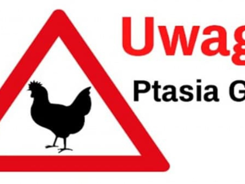 Uwaga ptasia grypa