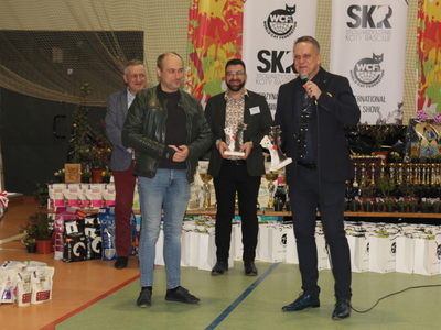 wystawa kotów