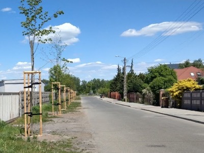 widok ulicy z nasadzeniami