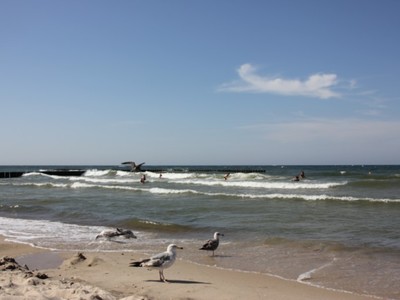 mewy na plaży