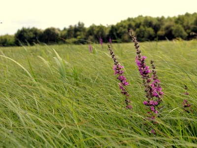 łąka