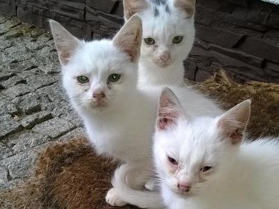 Kotki