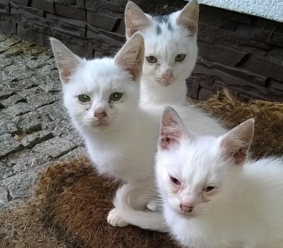 Kotki