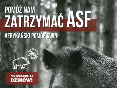 Dziki - zatrzymać ASF