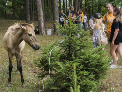 Piknik rodzinny na placu szkolnym PSP w Kłyżowie.