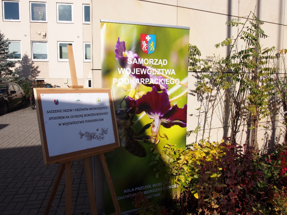 Akcja sadzenia drzew