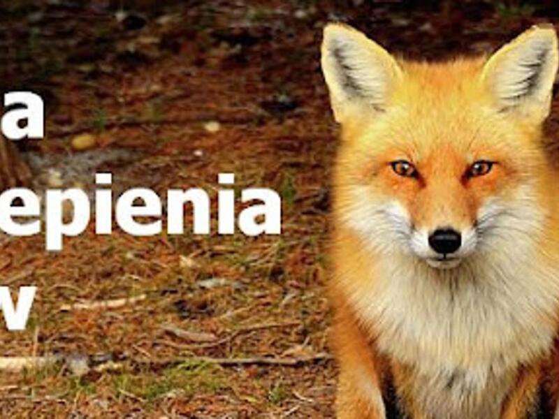 AKCJA SZCZEPIENIA LISÓW