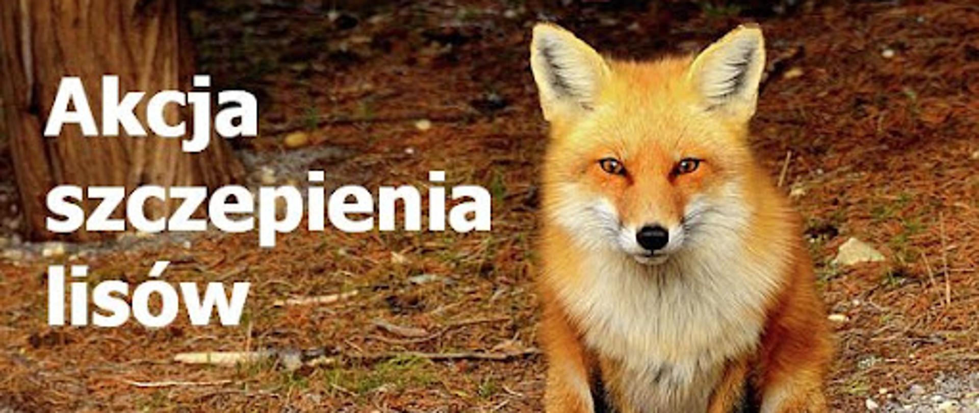 AKCJA SZCZEPIENIA LISÓW