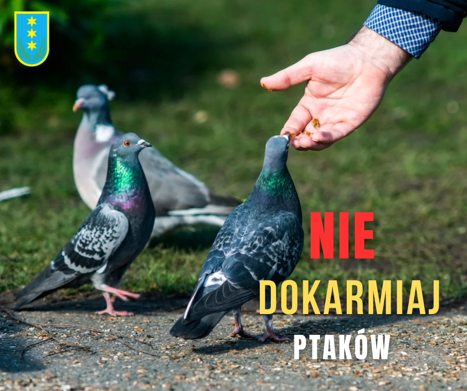 Nie dokarmiajmy ptaków i innych zwierząt