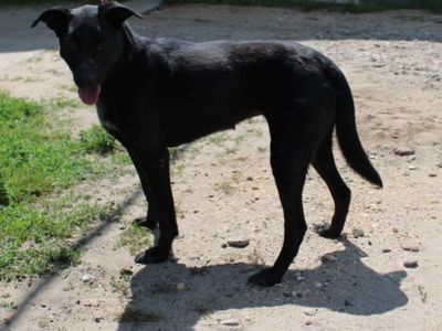 Pies nr 4, nr chipa: 616093900800329, płeć:	samica, wiek: 3 lata i 6 miesięcy